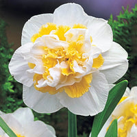 White Lion Daffodil Seeds