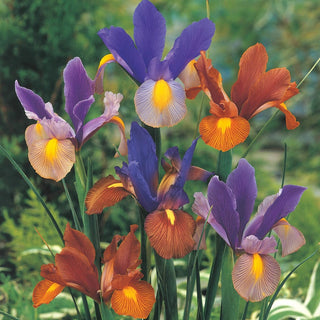 Tiger Dutch Iris Mixture Seeds