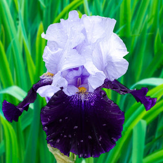 Tempting Fate Bearded Iris