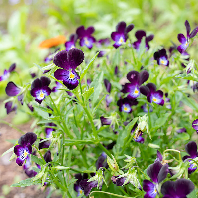 Viola- King Henry