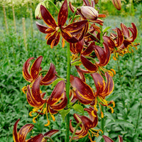 Arabian Knight Lily Seeds