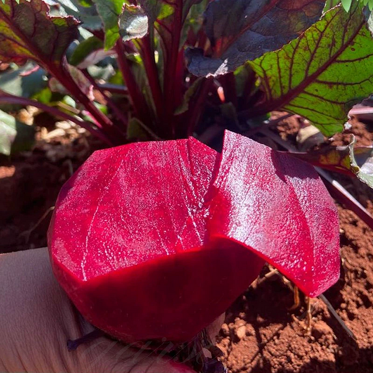 Beetroot-Dutch Flaming Chard Seeds