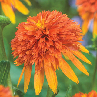 Marmalade Coneflower