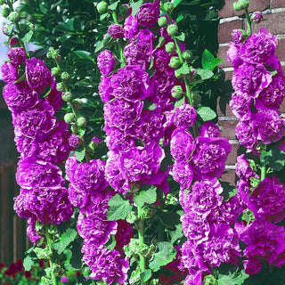 Chater's Double Violet Hollyhock