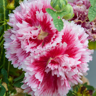 Fiesta Time Hollyhock