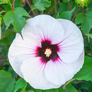 Angel Eyes Hibiscus