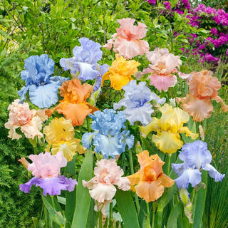 Pastel Bearded Iris Mixture