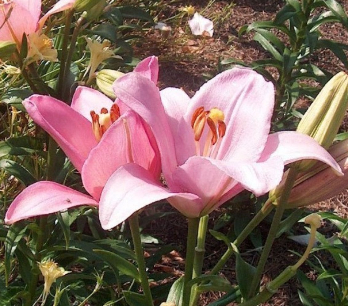 Lily Albufeira Pink White Bulb