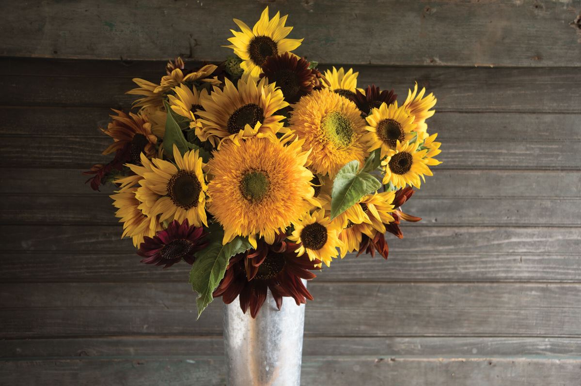 Johnny’s Sunflower Collection – Seed