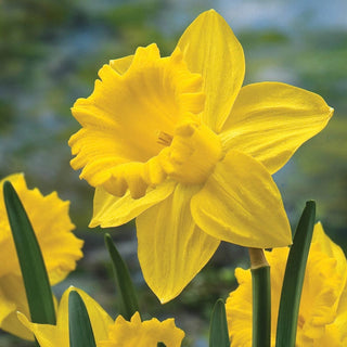 Trumpet Daffodil Improved King Alfred Seeds