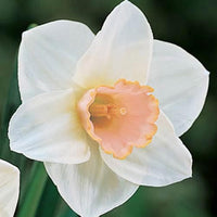 Daffodil Spring Pride Salome White Orange Bulb