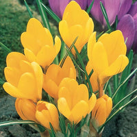 Crocus Yellow Bulb