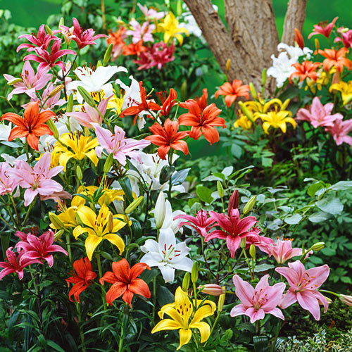 Asiatic Lilies Mix Color Bulbs