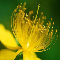 Yellow Hypericum Flower Seeds