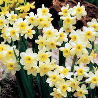 Daffodil Minnow White Bulbs