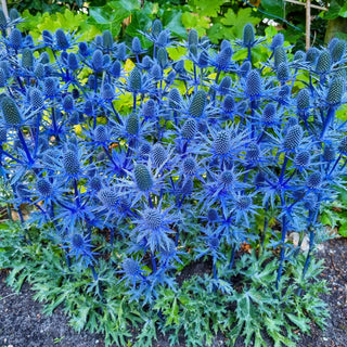 Beachside Blue Sea Holly Super Sak