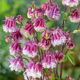 Pink Petticoat Columbine