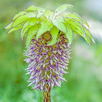 Bicolor Pineapple Lily