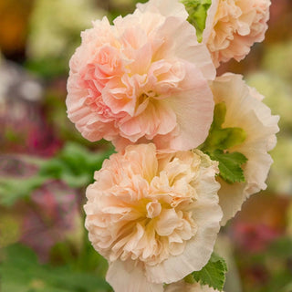 Chater's Double Chamois Hollyhock