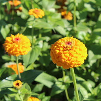 Zinnia- Oklahoma Golden Yellow