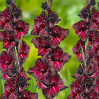 Black Sea Gladiolus