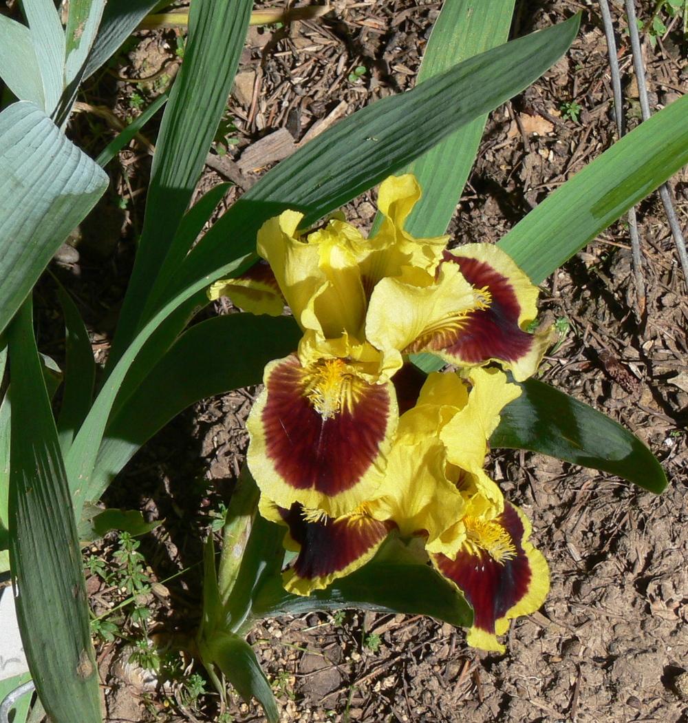 Ultimate Dwarf Bearded Iris Seeds