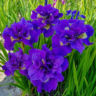 Kaboom Double-Flowered Siberian Iris