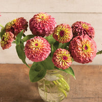 Queeny Red Lime – Zinnia Seed