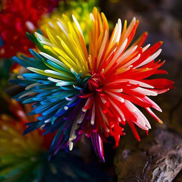 Rainbow Chrysanthemum Flower Seeds Rare Color Home Garden Seeds