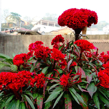 Celosia Chief Scarlet Organic Seeds