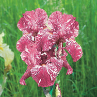 Baboon Bottom Bearded Iris