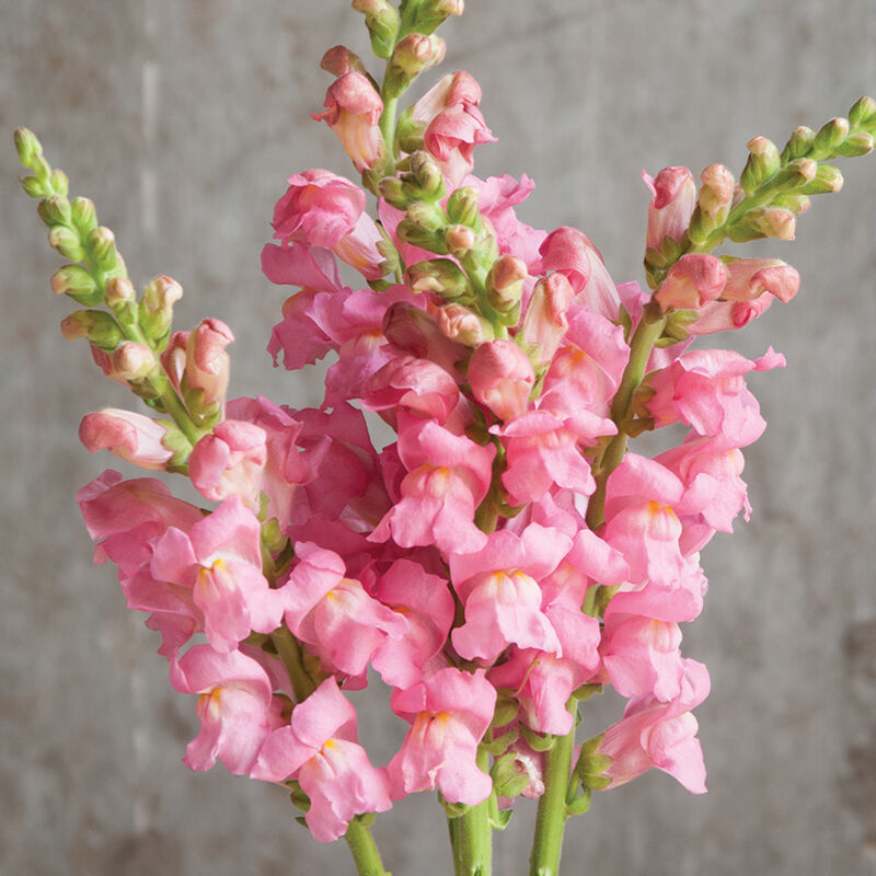 Potomac Pink Snapdragon Seed