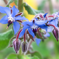 Borage Seeds