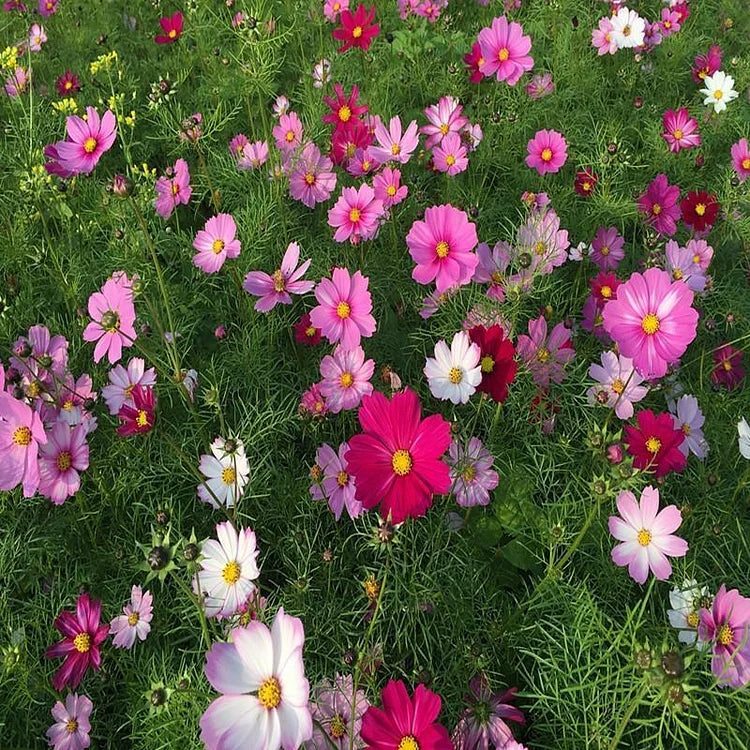 Wildflower Northeast Mix Seeds