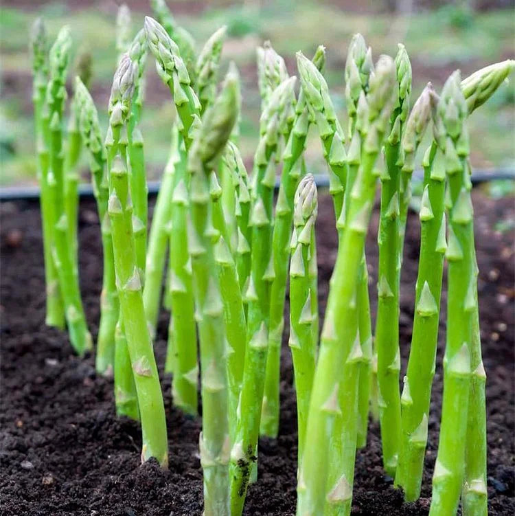 Asparagus Crowns Millennium Seeds