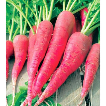 Carrot Selection Red Vegetable Seeds