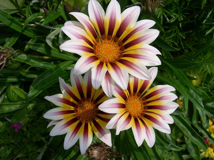 African Daisy Flower Seeds