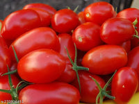 Tomato Seeds