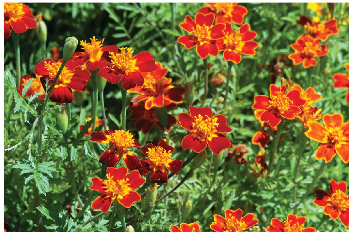 Red Gem – Marigold Seed