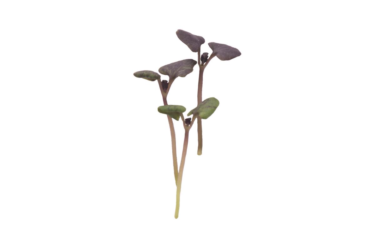 Basil, Dark Opal – Microgreen Seed