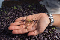 Basil, Dark Opal – Microgreen Seed