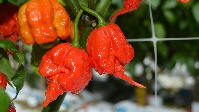 Chilli- Carolina Reaper