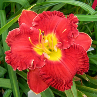 Mesmerizer Reblooming Daylily