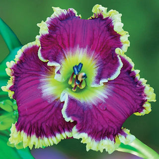 Mulberry Freeze Reblooming Daylily