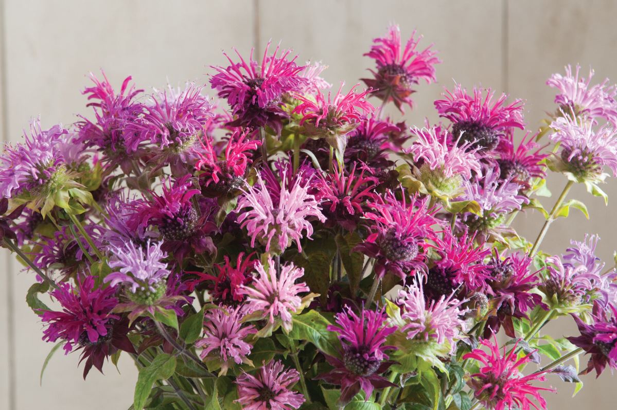 Panorama Mix – Monarda Seed