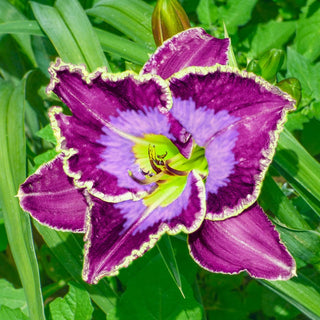 Perfect Storm Daylily