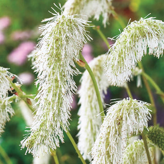 White Japanese Bottlebrush