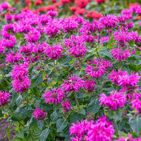 Bee-Free Bee Balm