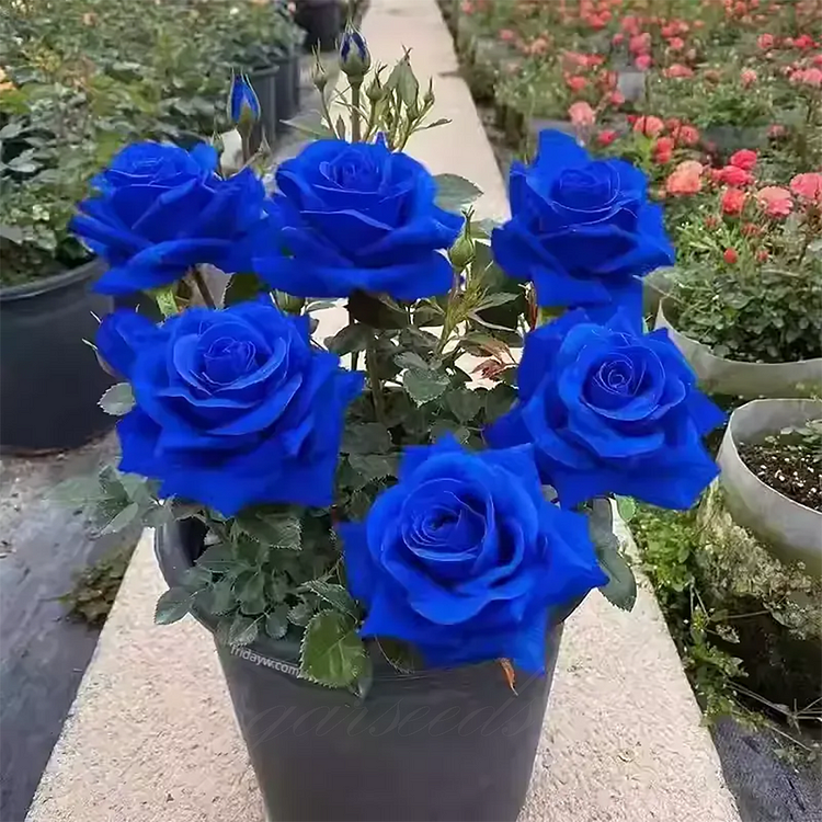 Blue Enchantress Rose Seeds