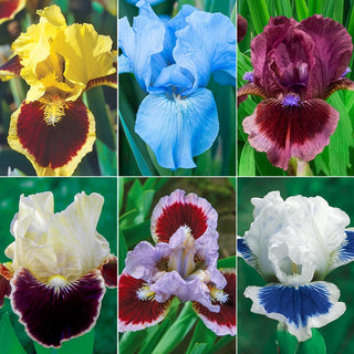 Breck's Dwarf Bearded Iris Collection